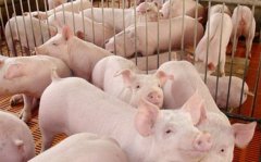 “互联网+养猪”养殖新模式