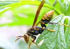 [每日农经]昆虫菜单：马蜂上餐桌