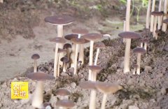 农广天地：大棚长根菇栽培技术视频