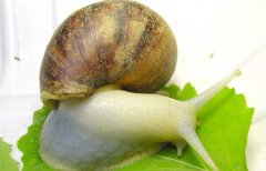 白玉蜗牛的养殖成本