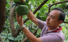 台湾元宝蜜柚种植技术让蜜柚“变形”更赚钱