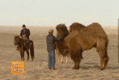 [农广天地]郑林林的养驼路：骆驼的平原圈养技术