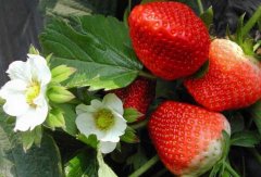 草莓种植技术要点