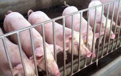 夏季养猪怎样预防高致病性猪蓝耳病