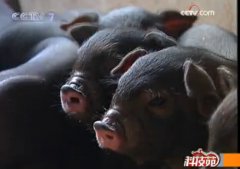 [科技苑养猪]山东宋学进与众不同的香猪养殖方法