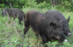 [每日农经]特种野猪放归山林养殖效益高