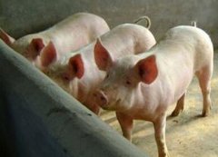 [科技苑]大兴发酵床养猪养出健康猪
