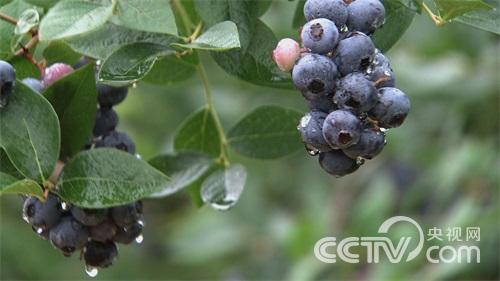 安徽青年致富榜样（二）扭转命运的蓝莓