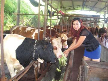 美女老板黄丽蓉转型当“牛倌” 生态养殖肉牛年赚30万