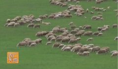 肉用型绵羊品种呼伦贝尔羊的养殖技术