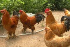 林地散养蛋鸡养殖成本与利润分析,养什么品种好?