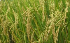 农广天地:湘晚籼17号水稻规模化栽培技术