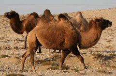 秘境商机：新疆哈萨克“沙漠之舟”骆驼带来的财富