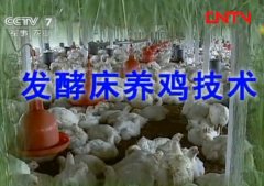 发酵床养鸡技术视频,怎样制作养鸡发酵