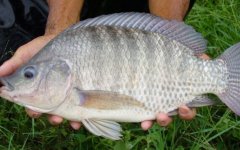 新吉富罗非鱼养殖一年两造效益高