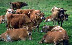 养殖10头肉牛的投资成本与利润是多少
