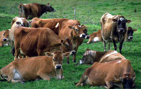 2015年养10头肉牛的投资成本是多少，能赚多少钱？