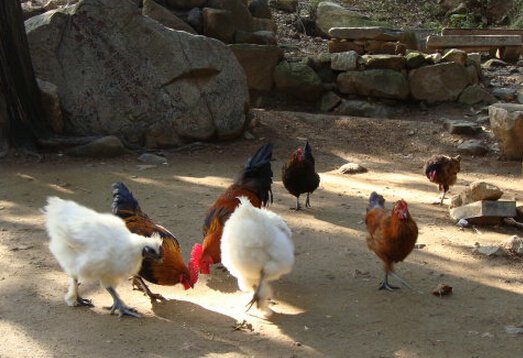 适合农村山区养殖的好项目泰山柴鸡