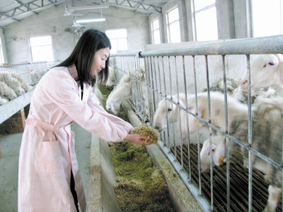 女大学生王伟伟回农村养湖羊的创业致富经