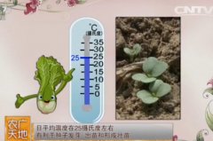冬储大白菜栽培技术视频