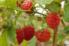 农村致富好项目：种植红树莓亩效益近万元
