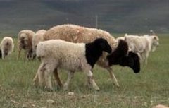 巴音布鲁克羊养殖技术视频