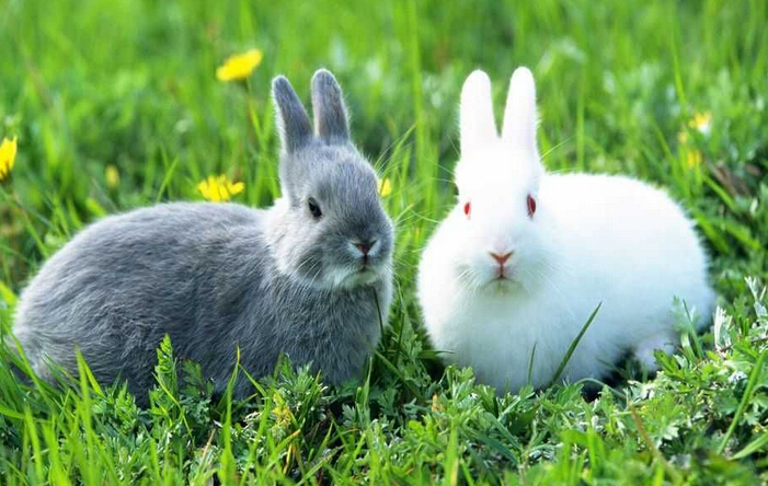 巴图村民养殖獭兔年收入40余万
