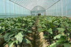 [农广天地]温室大棚蔬菜轮作技术与设施草莓二氧化碳施肥技术