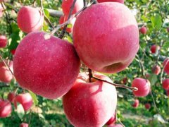 苹果着色管理技术让苹果长成“红脸蛋”