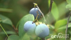 [致富经]黑龙江鞠联合靠野生蓝莓引发的传奇财富