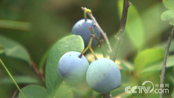 [致富经]鞠联合野生蓝莓引发的传奇财富