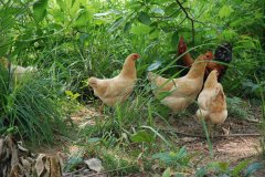 散养土鸡怎样提高养殖效益