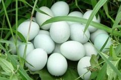 [农广天地]走进长顺探寻绿壳鸡蛋和小米核桃的生产技术