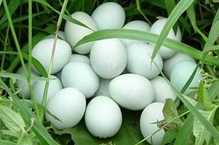 长顺绿壳鸡蛋和小米核桃的生产技术