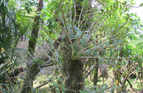 农民致富好项目:铁皮石斛种在树上生态高效收益高