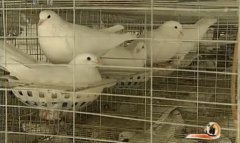 “香鸽之父”李汉华养殖肉鸽的创业致富路