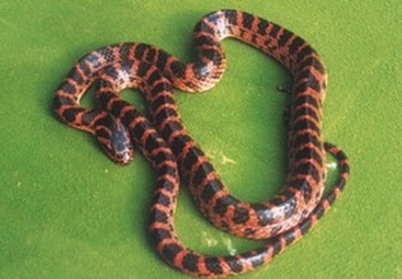 赤链蛇的养殖方法