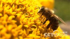 [致富经]山东巨野养蜂人左凤龙:蜜蜂凶猛 财富甜蜜