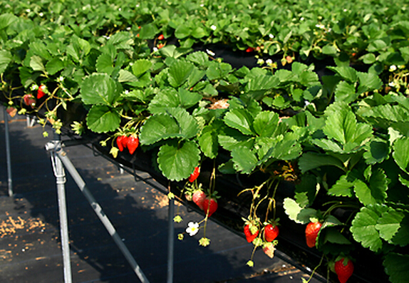 温室草莓基质栽培技术视频
