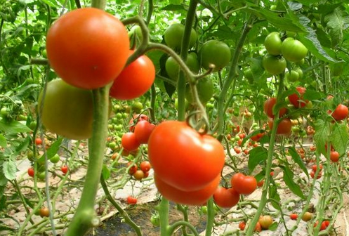 温室大棚蔬菜如何有效控制农药残留