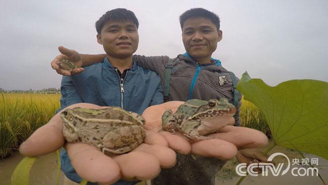 湖南岳阳双胞胎兄弟养青蛙实现财富梦想