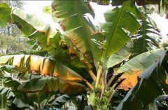 香蕉枯萎病有救了，好品种配套好技术防治土传病害
