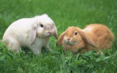 宠物兔的品种介绍与饲养管理