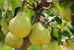 [每日农经]山东特色种植项目：茌梨专卖“母”的