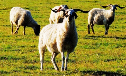 [每日农经]祁连藏羊祁连山上神秘的“土著羊”养殖效益高