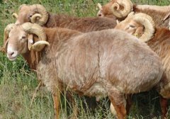 [科技苑]高原动物特色养殖：一条狗和两只羊（藏獒、乌骨羊、阿勒