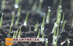 [科技苑]黑暗 让水稻种子得到了生机