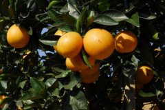 橙子种植：走进秭归学习脐橙的科学种植技术