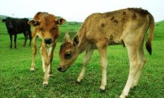 母牛带犊繁育技术