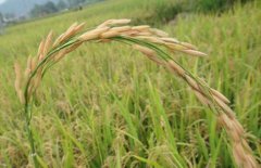 再生稻再获“新生”种植前景好有优势